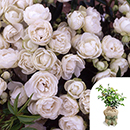 Rose Paper Wedding 1st Anniver. 4L GW