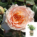 Rose Claire's Rose 4L Pot GW