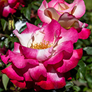 Rose You're My everything 4L Pot (ROTY 2025)�GW