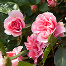 Rose You're Beautiful 4L Pot (ROTY 2013) GW