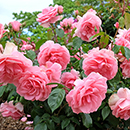 Rose You're Beautiful 4L Pot (ROTY 2013) GW