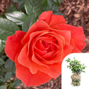 Rose Word Forest 4L Pot C GW