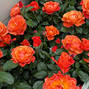 Rose Word Forest 4L Pot C GW