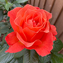 Rose Word Forest 4L Pot C GW