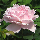 Rose The Birthday Girl 4L Pot GW