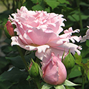 Rose The Birthday Girl 4L Pot GW