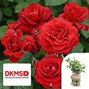 Rose Stems of Hope 4L Pot C GW