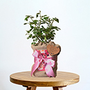 Rose Mum in a Million 4L pot GW & Plaque