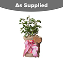 Rose Mum in a Million 4L pot GW & Plaque