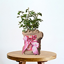 Rose Best Mum Ever 4L pot GW v2