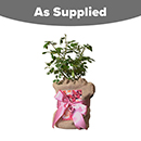 Rose Best Mum Ever 4L pot GW v2