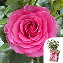 Rose Mum You are One in a Million 4L pot GW