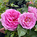 Patio Standard Rose 'Celebrating Life'