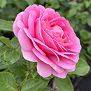 Patio Standard Rose 'Celebrating Life'
