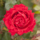 Patio Standard Rose 'Carmen'