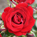 Patio Standard Rose 'Carmen'