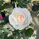 Patio Standard Rose 'Cream Abundance'
