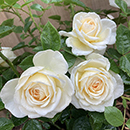 Patio Standard Rose 'Cream Abundance'
