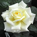 Patio Standard Rose 'Diamond Days'