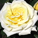 Patio Standard Rose 'Diamond Days'