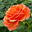 Patio Standard Rose 'Fab at 50'