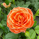 Patio Standard Rose 'Fab at 50'