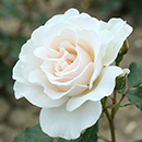 Patio Standard Rose 'Margaret Merril'