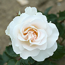 Patio Standard Rose 'Margaret Merril'