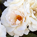 Patio Standard Rose 'Margaret Merril'