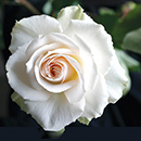 Patio Standard Rose 'Margaret Merril'