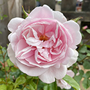 Patio Standard Rose 'Natasha Richardson'