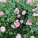 Patio Standard Rose 'Natasha Richardson'