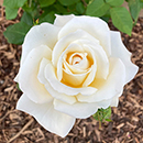 Patio Standard Rose 'Mary Berry'