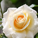 Patio Standard Rose 'Mary Berry'