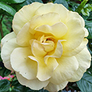 Patio Standard Rose 'Arthur Bell'