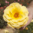 Patio Standard Rose 'Arthur Bell'