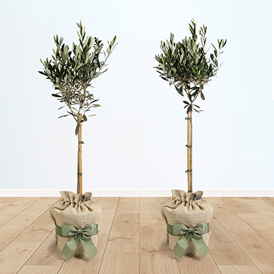 Pair of Olive Trees Gift Wrapped
