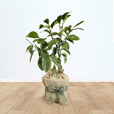 Citrus Grapefruit Tree Gift Wrapped