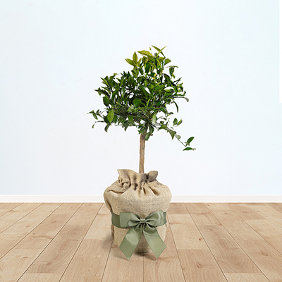 Citrus Mandarin Fruit Tree Gift Wrapped