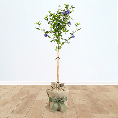 Hibiscus 'Blue Chiffon' Standard Gift Wrapped