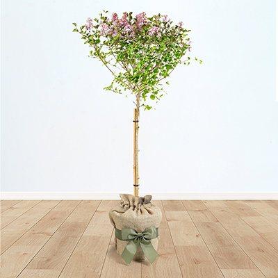 Lilac Syringa 'Palibin' Standard Gift Wrapped