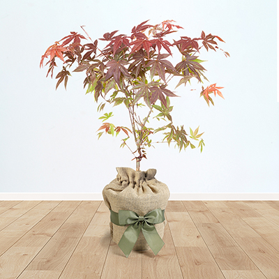 Acer 'Atropurpureum' Gift Wrapped