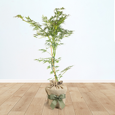 Acer 'Dissectum' Gift Wrapped