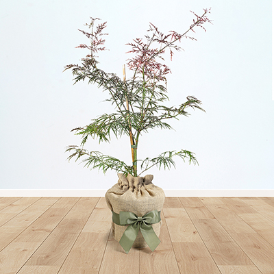 Acer 'Dissectum Garnet' Gift Wrapped