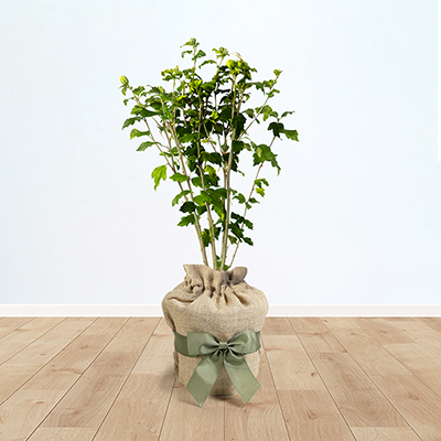 Hibiscus 'Chiffon White' Gift Wrapped