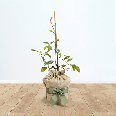 Magnolia 'Fairy Blush' Gift Wrapped