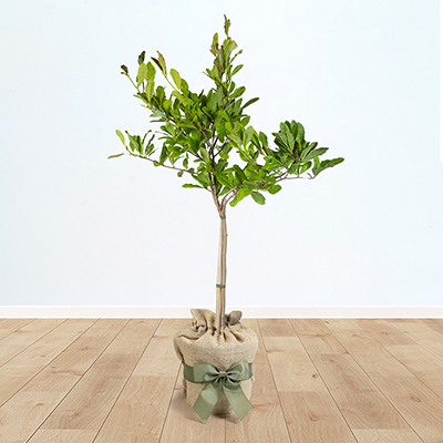 Magnolia stellata Gift Wrapped Standard