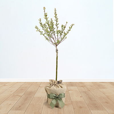 Flamingo Willow Tree Gift Wrapped