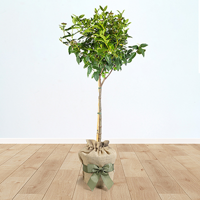 Viburnum 'Eve Price' Standard Tree Gift Wrapped