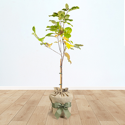 Magnolia 'Susan' Standard Tree Gift Wrapped